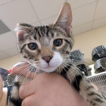 Roadie -  Domestic Short Hair Cat for Adoption in Titusville, Florida - Roadie | PetCurious