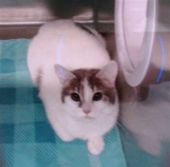 Domestic Short Hair Cats Available for Adoption in Albuquerque, New Mexico - MANGO | PetCurious