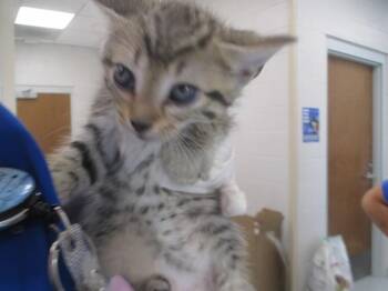 A384814 -  Domestic Short Hair Cat for Adoption in Ocala, Florida - A384814 | PetCurious