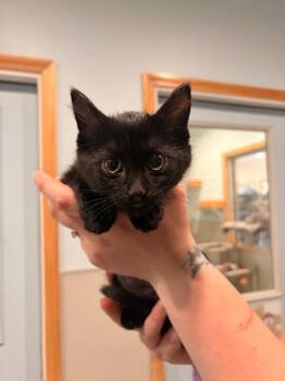 P2 Pergola -  Domestic Short Hair Cat for Adoption in Ashland, Wisconsin - P2 Pergola | PetCurious