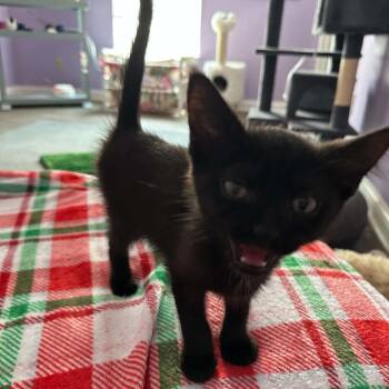 Penny -  Domestic Short Hair Cat for Adoption in Lexington, Kentucky - Penny | PetCurious