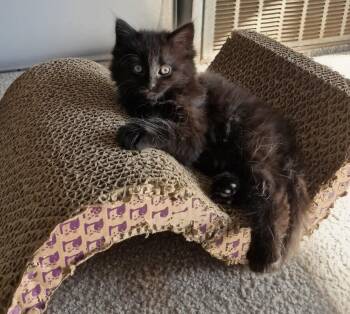 Domestic Long Hair Cats Available for Adoption in Livonia, Michigan - Summer | PetCurious