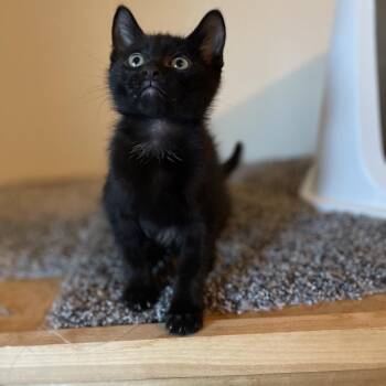 Bullseye -  American Shorthair Cat for Adoption in West Des Moines, Iowa - Bullseye | PetCurious