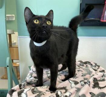 Rescue Domestic Short Hair Cats for Adoption in Sarasota, Florida - MUMMY | PetCurious