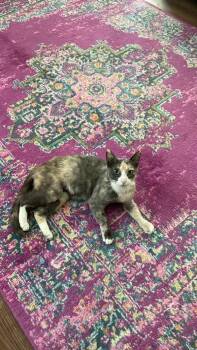 Rescue Domestic Short Hair Cats for Adoption in San Luis Obispo, California - Renee Rapp | PetCurious