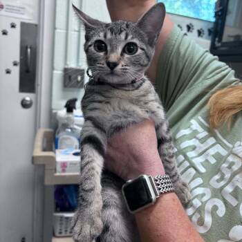 Patti -  Domestic Short Hair Cat for Adoption in Columbus, North Carolina - Patti | PetCurious