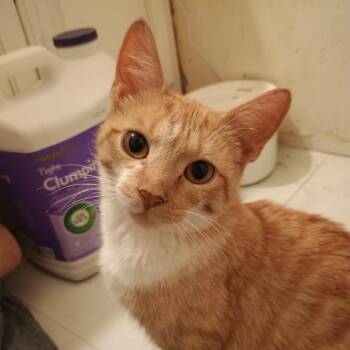 Fern -  Domestic Short Hair Cat for Adoption in Marion, Illinois - Fern | PetCurious