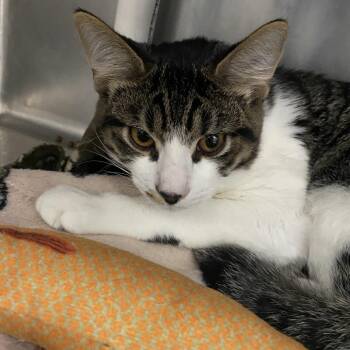 Viserion -  Domestic Short Hair Cat for Adoption in Lakeland, Florida - Viserion | PetCurious