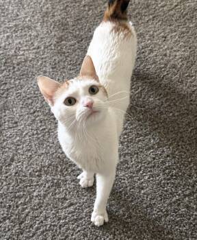 Zuri Watson -  Calico and Domestic Short Hair Cat for Adoption in Chandler, Arizona - Zuri Watson | PetCurious