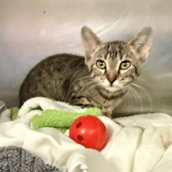 Sutton -  Domestic Short Hair Cat for Adoption in Palm Springs, California - Sutton | PetCurious