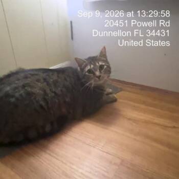 TINKERBELL -  Domestic Short Hair Cat for Adoption in Ocala, Florida - TINKERBELL | PetCurious