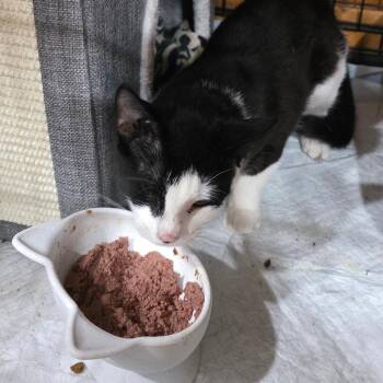 0726-109 Ana -  Domestic Short Hair Cat for Adoption in Abingdon, Maryland - 0726-109 Ana | PetCurious