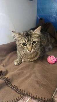 Domestic Long Hair Cats Available for Adoption in Camarillo, California - FREDERICK | PetCurious