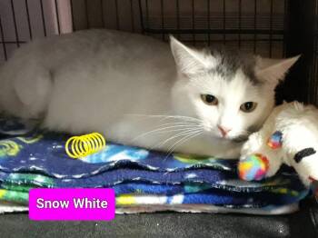 Domestic Medium Hair Cats Available for Adoption in Shelton, Washington - Snow White (KittyBurger) | PetCurious