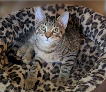 Rescue Tabby and Domestic Short Hair Cats for Adoption in Melbourne, Florida - Molly | PetCurious