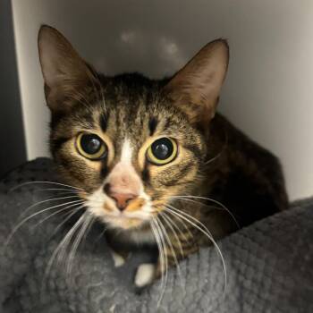 Neko -  Domestic Short Hair Cat for Adoption in West Palm Beach, Florida - Neko | PetCurious