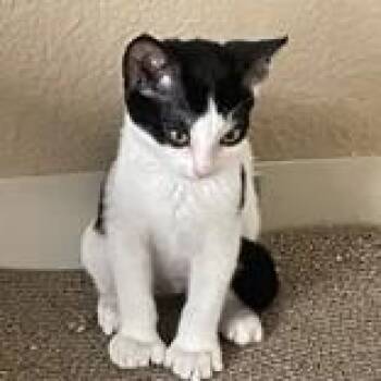 Lacie -  Domestic Short Hair Cat for Adoption in Long Beach, Washington - Lacie | PetCurious