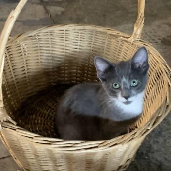 Rescue Domestic Short Hair Cats for Adoption in Stockholm, Wisconsin - Biscuit | PetCurious