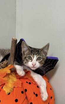 Harmony -  Domestic Short Hair Cat for Adoption in Picayune, Mississippi - Harmony | PetCurious