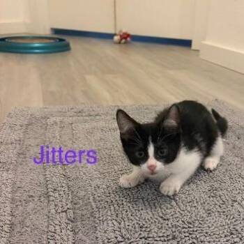 Jitters (purple) -  Domestic Short Hair Cat Available for Adoption in Belfair, Washington - Jitters (purple) | PetCurious