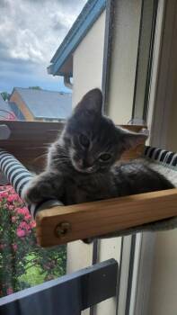 Kawasaki (Green collar) -  Domestic Short Hair Cat for Adoption in Fairfax, Virginia - Kawasaki (Green Collar) | PetCurious