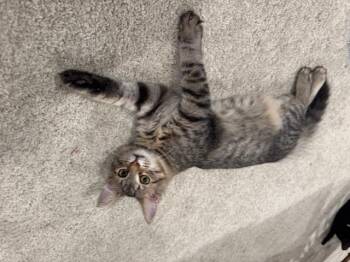 Rescue Domestic Short Hair Cats for Adoption in Cleveland, Ohio - Giles | PetCurious