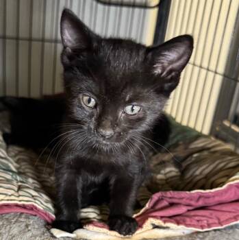 Zorra -  Domestic Short Hair Cat for Adoption in Saginaw, Michigan - Zorra | PetCurious