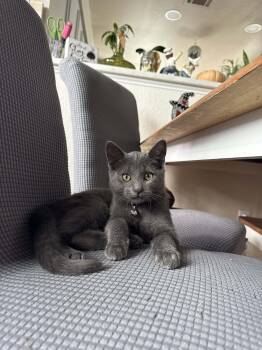 Rescue Domestic Short Hair and Russian Blue Cats for Adoption in Antioch, California - Teddy | PetCurious