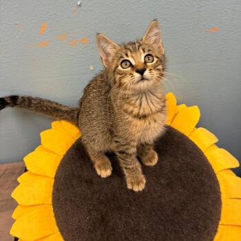Parker -  Domestic Short Hair Cat for Adoption in NEW PT RICHEY, Florida - Parker | PetCurious