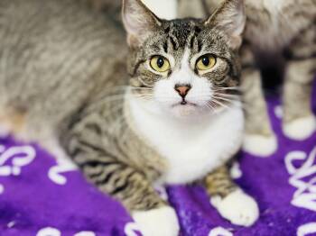 Domestic Short Hair Cats Available for Adoption - Peachy | PetCurious