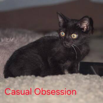Casual Obsession -  Domestic Short Hair Cat for Adoption in Fredericksburg, Virginia - Casual Obsession | PetCurious