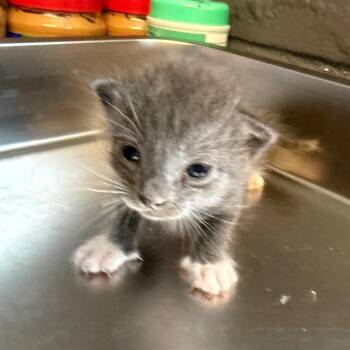 TUSC-Stray-85488 -  Domestic Short Hair Cat for Adoption in Tuscaloosa, Alabama - TUSC-Stray-85488 | PetCurious
