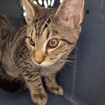 Trouble -  Domestic Short Hair Cat for Adoption in Chattanooga, Tennessee - Trouble | PetCurious