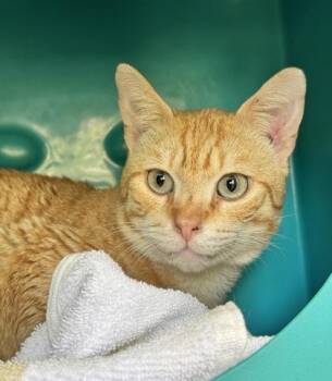 Domestic Short Hair Cats Available for Adoption - Sir Biscuit Von Whiskers | PetCurious