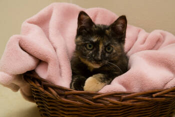 Rescue Tortoiseshell Cats for Adoption in Mount Laurel Township, New Jersey - Sophie | PetCurious