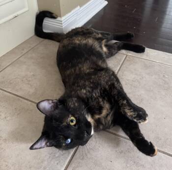 Rescue Tortoiseshell Cats for Adoption in Brampton, Ontario - Daisy B | PetCurious