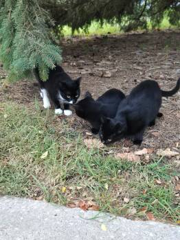 Rescue Domestic Short Hair Cats for Adoption in Milwaukee, Wisconsin - FOSTER HOME NEEDED TO SAVE THE MOM CAT TO 2 OF OUR RESCUED KITTE | PetCurious