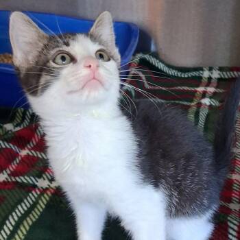 Ghost -  Domestic Short Hair Cat for Adoption in Kingman, Arizona - Ghost | PetCurious