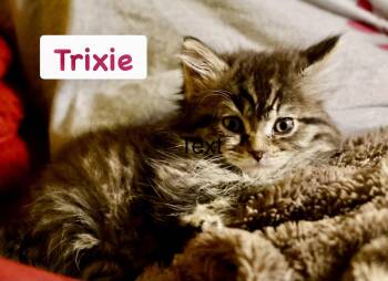Trixie -  Domestic Long Hair Cat Available for Adoption in Reston, Virginia - Trixie | PetCurious