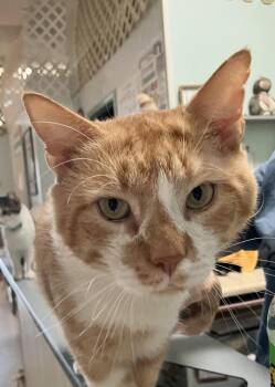 Merlyn -  Domestic Short Hair Cat for Adoption in Dublin, Ohio - Merlyn | PetCurious