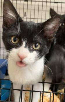 Jinx26 -  Domestic Short Hair Cat for Adoption in Milwaukee, Wisconsin - Jinx26 | PetCurious