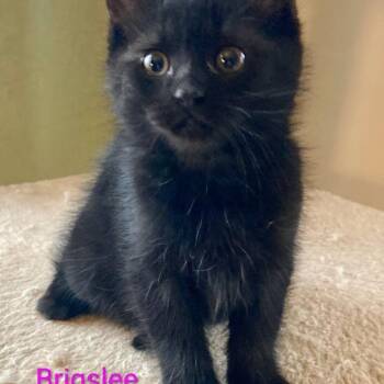 Domestic Short Hair Cats Available for Adoption in Grand Rapids, Minnesota - Brigslee | PetCurious