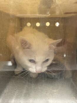 Domestic Medium Hair Cats Available for Adoption in Douglasville, Georgia - Chico | PetCurious