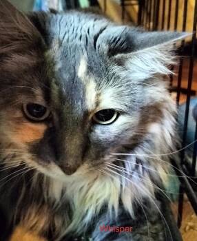 Whisper -  Domestic Long Hair Cat for Adoption in Boone, Colorado - Whisper | PetCurious
