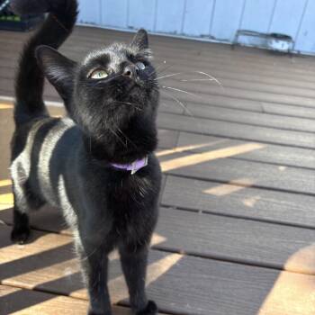 Vegas -  Domestic Short Hair Cat Available for Adoption in Freeport, Florida - Vegas | PetCurious