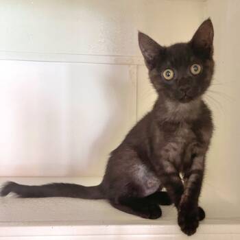 Rescue Domestic Medium Hair Cats for Adoption in Cambria, California - Chanel | PetCurious