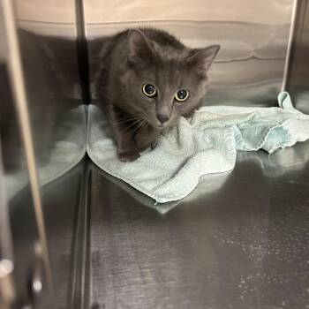Missy -  Domestic Medium Hair Cat for Adoption in Ottawa, Kansas - Missy | PetCurious