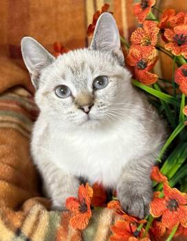 8/7/26 - Kelsey -  Domestic Short Hair Cat for Adoption in Stillwater, Oklahoma - 8/7/26 - Kelsey | PetCurious