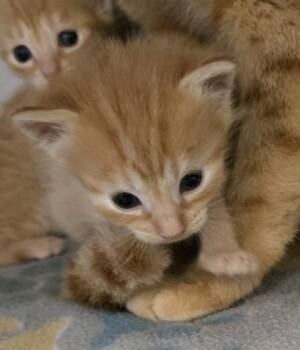 Mara -  Domestic Short Hair Cat for Adoption in Gainesville, Florida - Mara | PetCurious