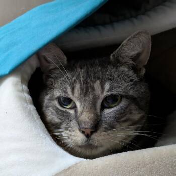 Boots -  Domestic Short Hair Cat for Adoption in South Burlington, Vermont - Boots | PetCurious